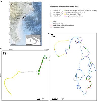 A Dendrophyllia ramea Population in the Ionian Sea (Central Mediterranean Sea) Threatened by Anthropogenic Impacts